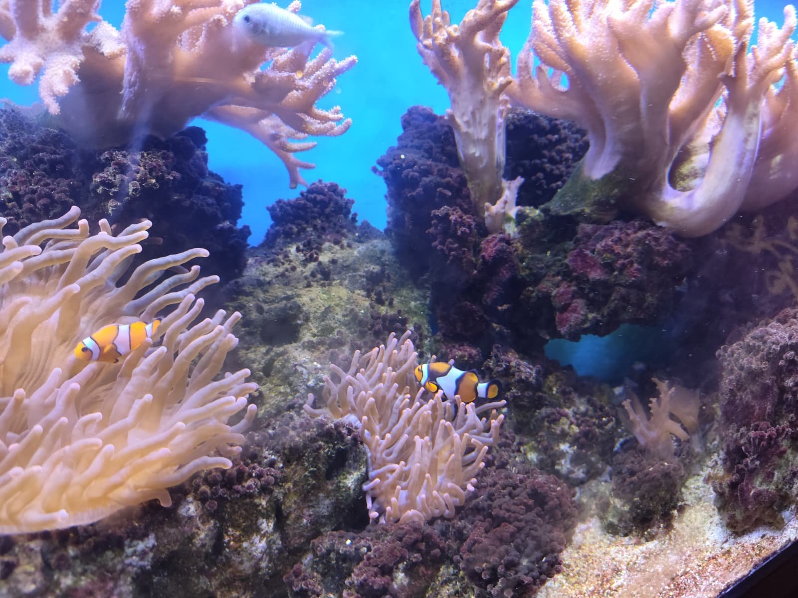 Clownvissen beschut tussen de tentakels van een zeeanemoon in een aquarium — veilig in hun eigen omgeving, net als je data bij een lokaal draaiende MCP-server